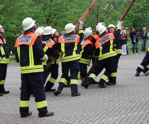 maibaum hd