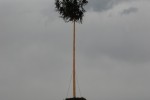 maibaum 2015